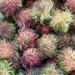 rambutan fruit